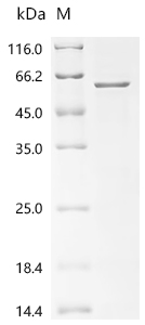 SDS-PAGE