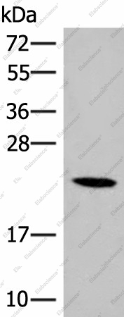 Вестерн-блоттинг, DHFR, клетки 293T