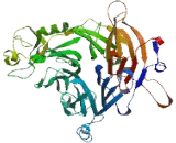 Semaphorin 6C (SEMA6C) Semaphorin 6C (SEMA6C)