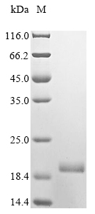 SDS-PAGE