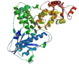 Cryptochrome 2 (CRY2)