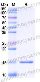 Валидация SDS-PAGE - AntibodySystem RVV00110