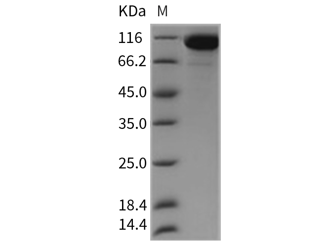 Валидация Elabscience PKSR030236(5593)