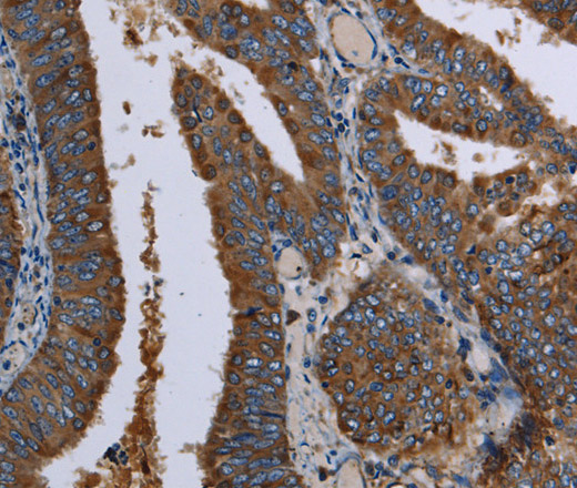 Валидация Elabscience E-AB-15183