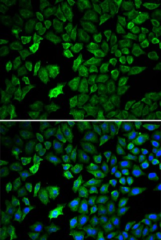 Валидация Elabscience E-AB-60325