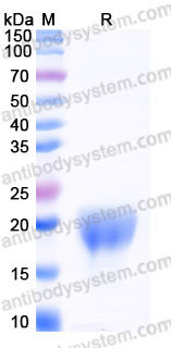 EHB92505, SDS-PAGE