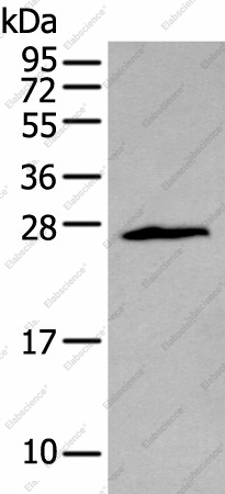 Вестерн-блоттинг, ZNF22, клетки Jurkat