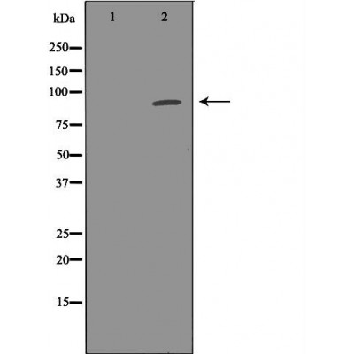 Валидация Affinity DF6535 - 17962