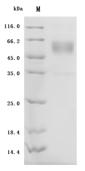 SDS-PAGE