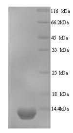 SDS-PAGE