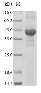 SDS-PAGE