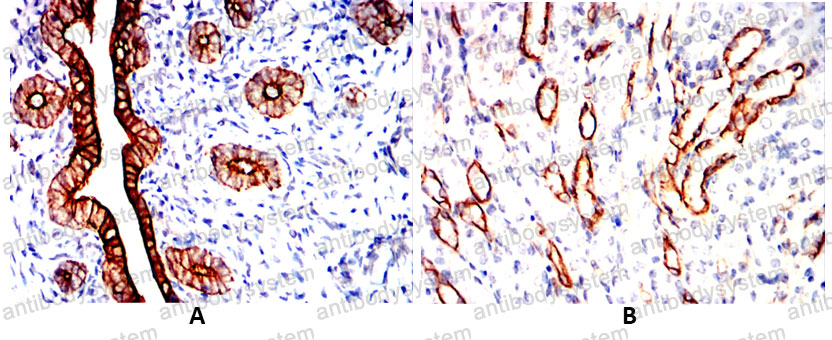 Валидация AntibodySystem RHC99506 (1257)