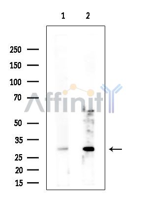 Валидация Affinity DF15447 - 11795