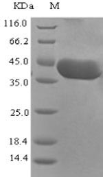 SDS-PAGE