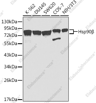 Вестерн-блоттинг, HSP90AB1, различные клеточные линии