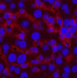 Валидация Elabscience E-AB-22107