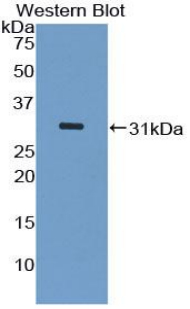 52156