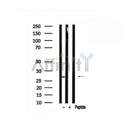 Валидация Affinity AF7533 - 4187