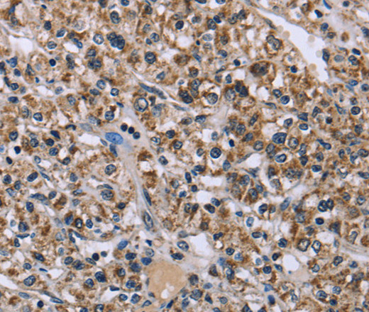 Валидация Elabscience E-AB-14986