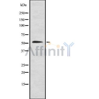 Валидация Affinity DF8548 - 20437