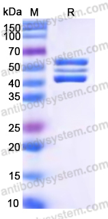 EHK96901, SDS-PAGE