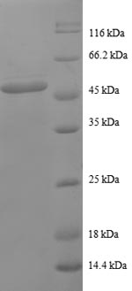SDS-PAGE