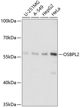 Валидация Elabscience E-AB-64955