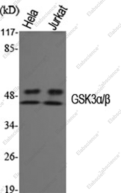 Вестерн-блоттинг, GSK3 alpha/beta, клетки HeLa и Jurkat