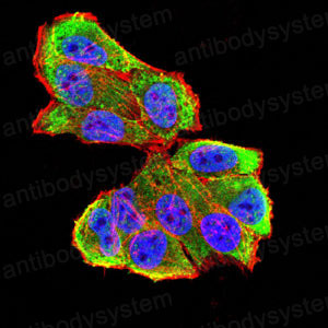 Валидация IF - AntibodySystem RHN98301