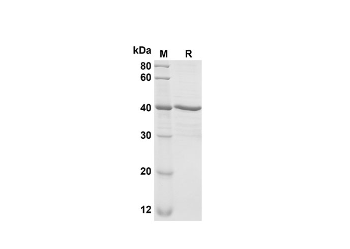 Валидация Elabscience PDEM100187(536)
