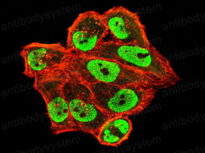 Валидация IF - AntibodySystem RHJ35603