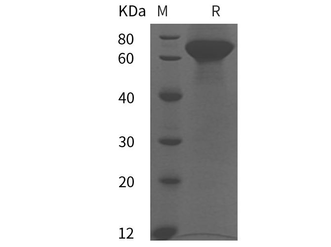 Валидация Elabscience PDMH100410(1005)