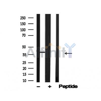 Валидация Affinity AF4716 - 2333