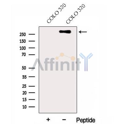 Валидация Affinity DF13077 - 7947