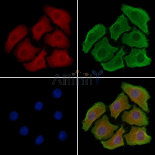 Валидация Affinity DF3335 - 14198