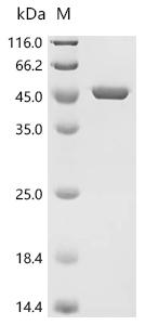 SDS-PAGE