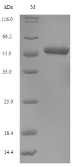 SDS-PAGE