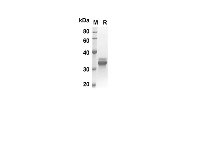 Валидация Elabscience PDEH100499(18)