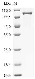SDS-PAGE