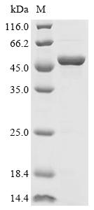 SDS-PAGE