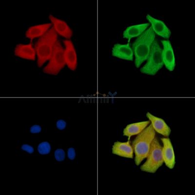 Валидация Affinity DF15266 - 11551