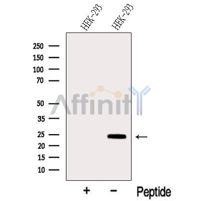 Валидация Affinity DF12548 - 7153