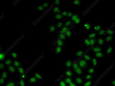 Иммунофлуоресценция, SOX5, клетки MCF7