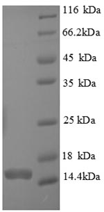 SDS-PAGE
