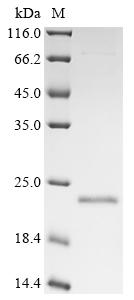 SDS-PAGE