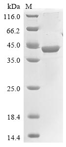 SDS-PAGE