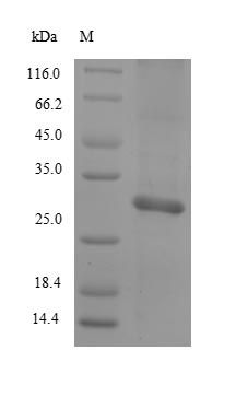 SDS-PAGE