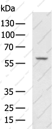 Вестерн-блоттинг, PLAT, клетки 231