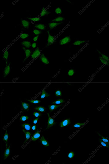 Иммунофлуоресценция, PSMA1, клетки U2OS