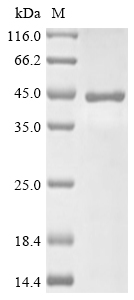 SDS-PAGE